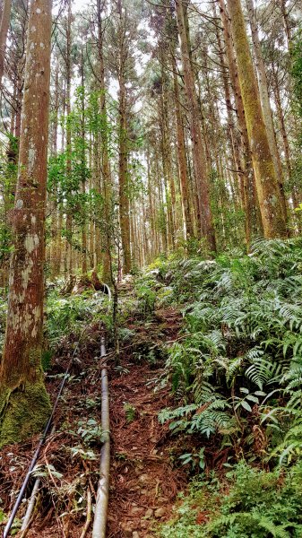 起初露營區經第三登山口上油羅山封面