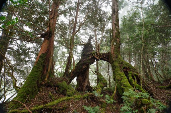 宜蘭 大同 見晴山2890639