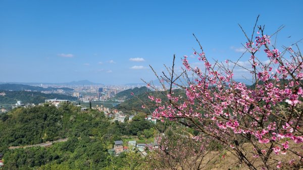 遇上櫻花季的直潭山1252641