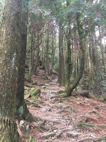 避暑- 觀霧榛山步道之旅385099