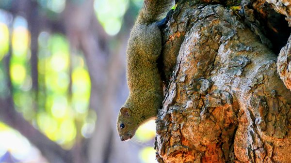 台南成大等3002053