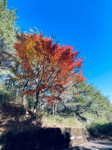20241230 大雪山神木步道2745379