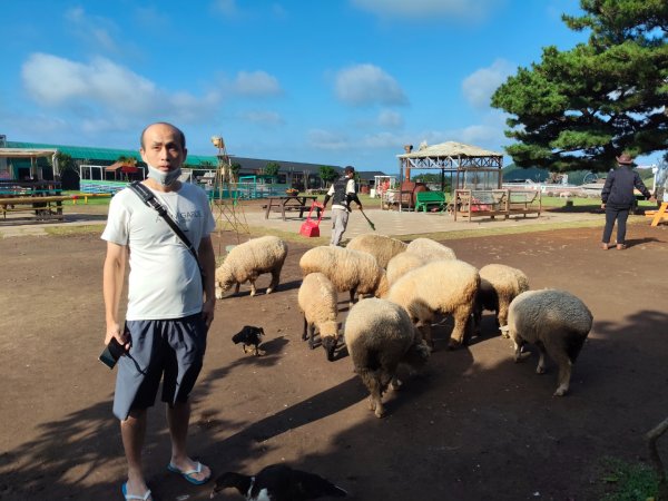 韓國濟州島：羊陀牧場：小羊肖恩2912546