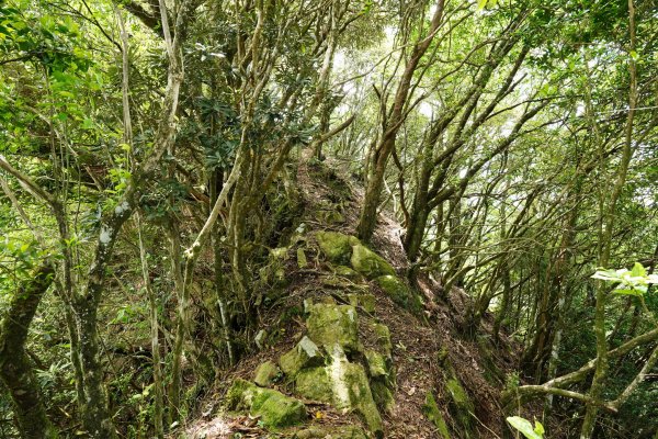 新竹 五峰 油羅山、霞山2798290
