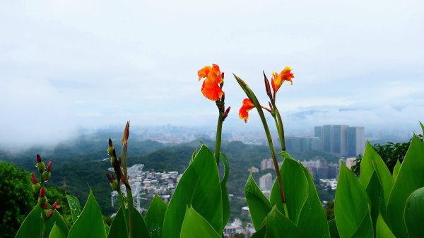 寶島波眼蝶3074052