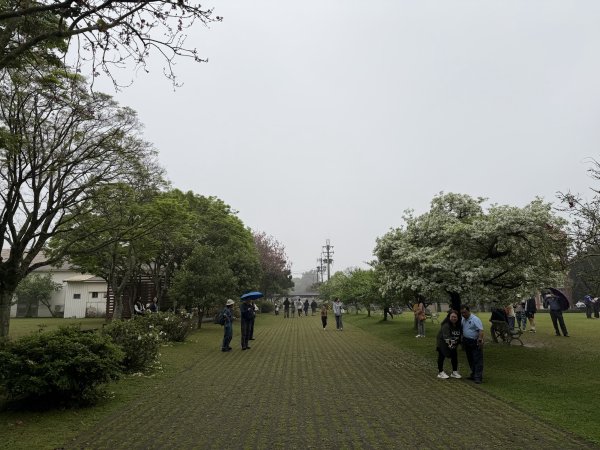 [樟之細路_第一大段RSA03] 2026_0329 石園3027044
