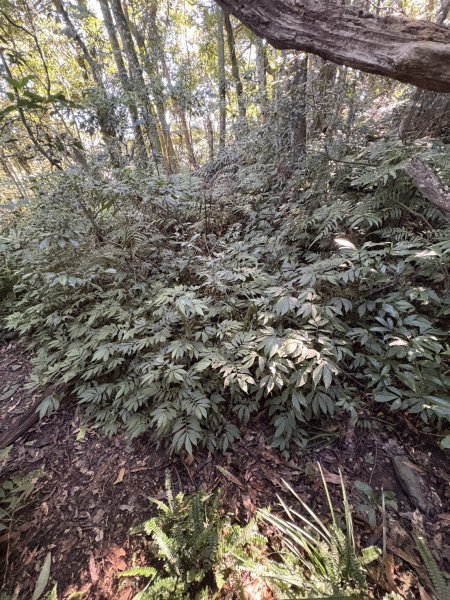 20251116鳴海山、網子山登山步道2938385