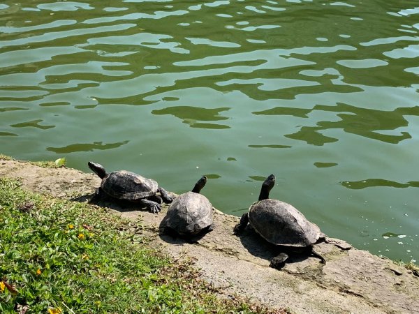 台中中山公園砲台山1644370