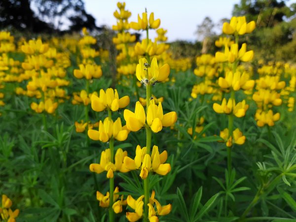 臺北大縱走7：家鄉的茶園開滿花 閃閃的淚光魯冰花822086