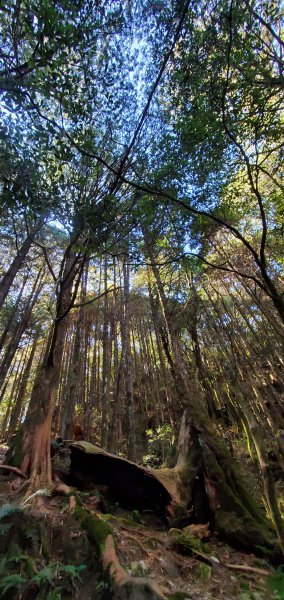 谷關七雄老大-八仙山 聖誕節大台中APP完登谷關七雄第二輪1972077