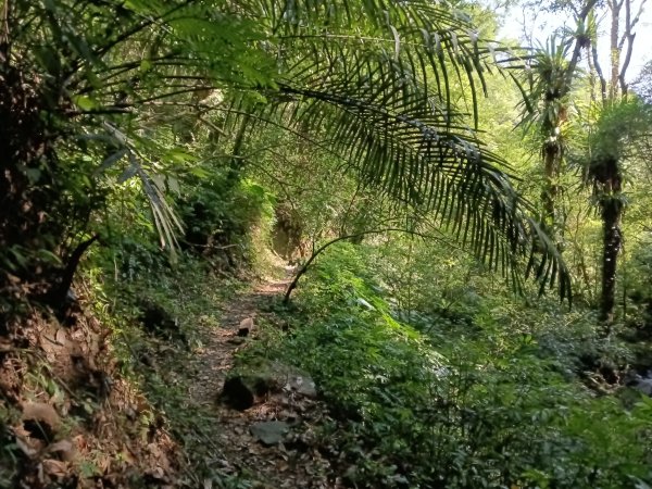 坪林區楣子寮尖+土地公遺址+火燒寮古道+枋山坑古道+枋山坑崙O型2985696