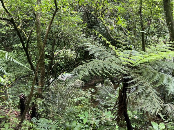[微笑山線_第十二段] 2025_0803 五分山系_望古瀑布2851548