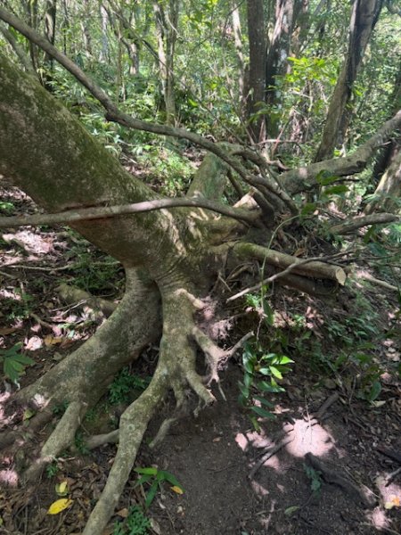 2025-08-30 豎旗山西北稜上-豎旗山-烏山古道西段下2874126