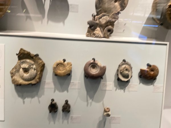 雨天備案💙 台灣博物館的古生代館-台大動植物館免費參觀-北投♨️季2798998