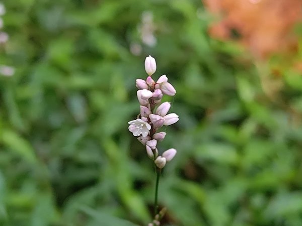 過大水的植物2630726