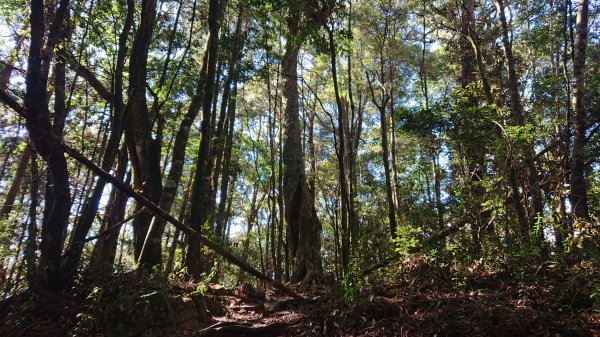 馬崙山 谷關七雄756472