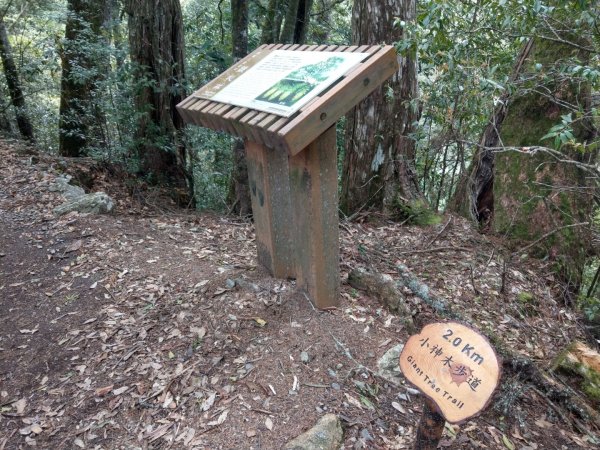 大雪山小神木步道+環站步道914518