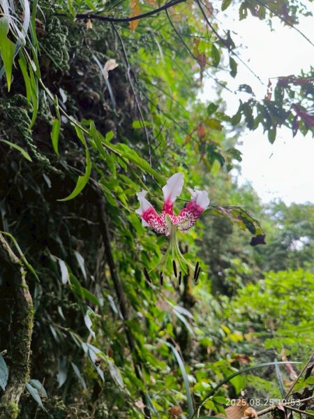 岩壁上的花、艷紅鹿子百合（22869778