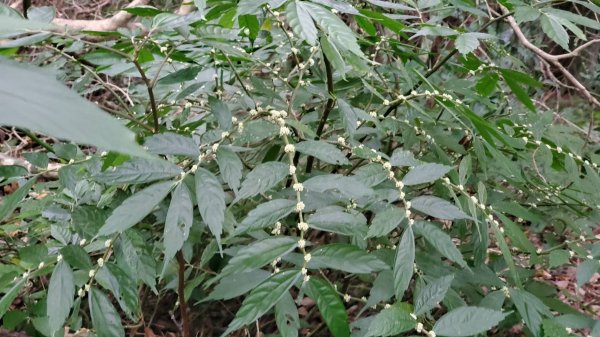 屏東山旅 – 雙流國家森林遊樂區（瀑布步道-沿山步道）2679938