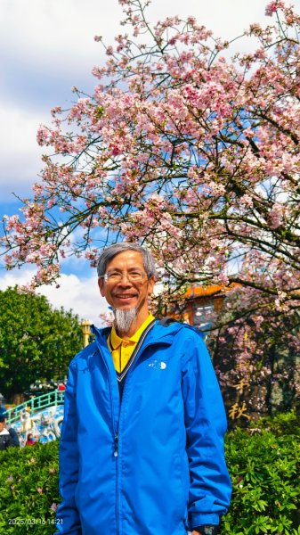 #綠繡眼 訪花 #吉野櫻 #天元宮 #楓樹湖 03162736713