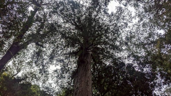 司馬庫斯巨木步道2861093