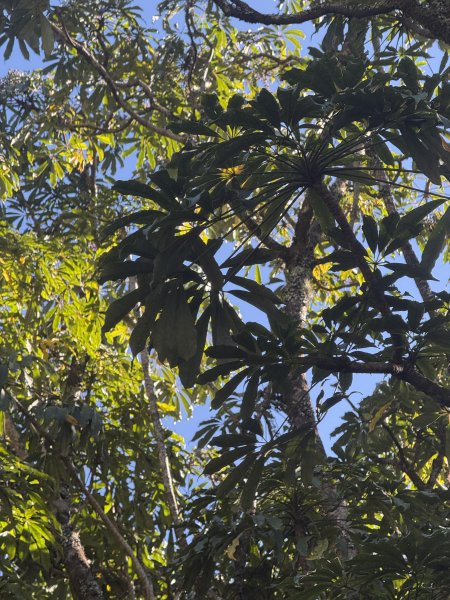 1141215大塔山步道2996131