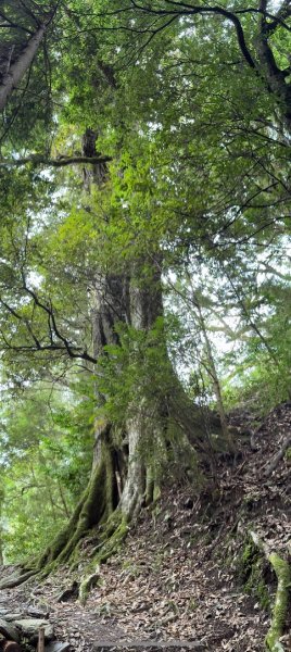 觀霧瀑布 賞鳥步道2926778