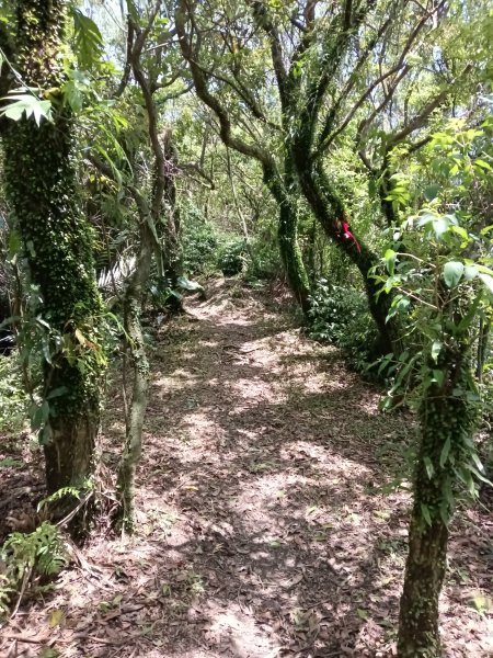 雙溪區不厭亭+牡丹山+樹梅坪+鷹石岩山神廟+不厭亭+奉憲示禁碑+三貂崙+不厭亭8字走2766294