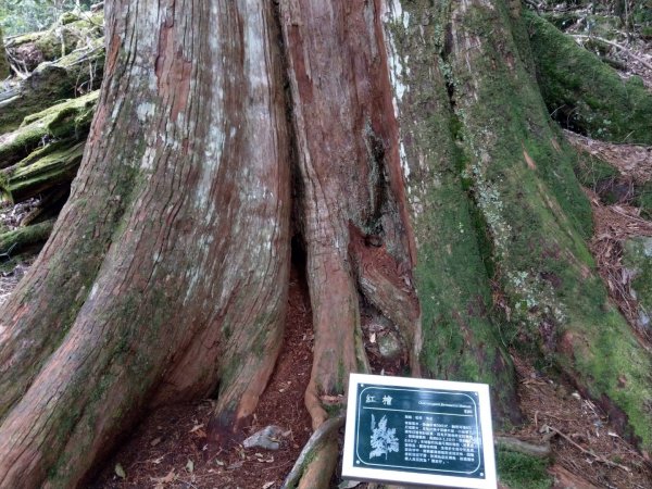 大雪山小神木步道+環站步道914524