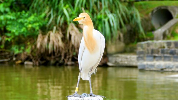 白石湖沒有百合花。晶片關稅2781550