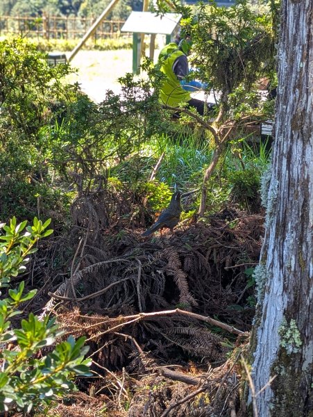 2025.09.28－太平山森林遊樂區2898781