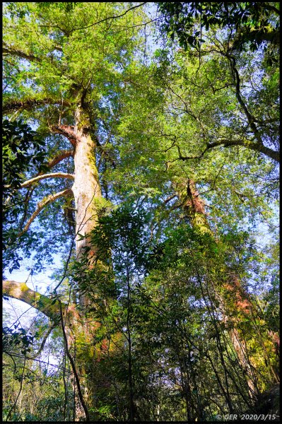 全台最大的紅檜森林 ~ 拉拉山巨木群885591