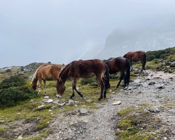 川藏33天深度之旅💙#稻城亞丁-來古冰川2901878