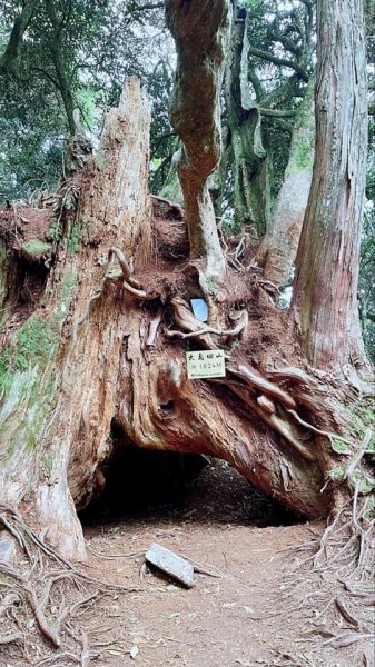 2021 新竹尖石_高台山連走島田山(高島P型縱走)1562724