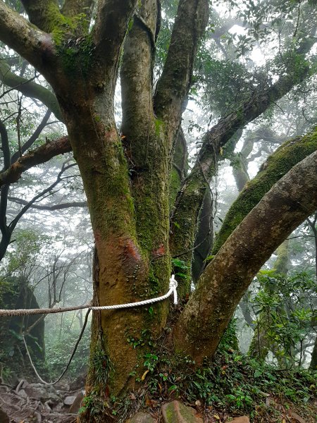 臺北大縱走2：興福寮登山口至小油坑791143