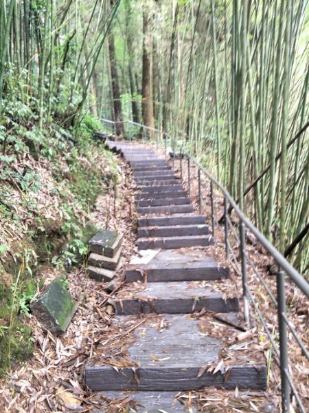 奮起湖歩l道，神社，杉林木棧道1426373