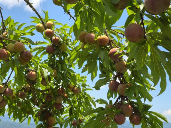 夏日的馬那邦山2786863