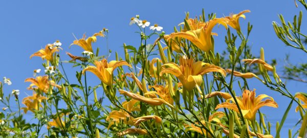 追花是簡單的快樂，賞花是恬淡的幸褔 #LO百合 #金針花 5/123053115