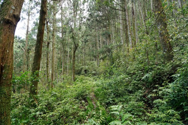 新北 烏來 大保克山、多望來山2727406