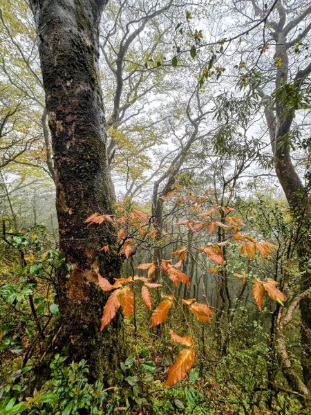 卡保石壁一葉蘭（耘夢谷上逐鹿山下O走）2809506