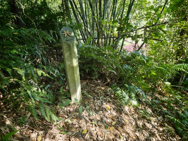 [淡蘭古道] 2026_0614 南路第二段_倒照湖山步道3096915