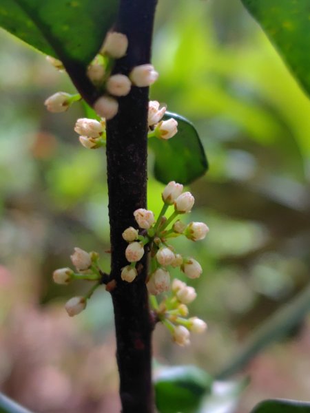 橫沙笛/橫嶺山、沙蓮山、笛吹山2799268