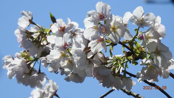 春暖花開，鳥語花香1633872