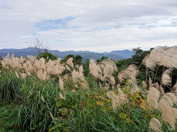 【小百岳集起來】土庫岳芒花飄逸、楓紅絢麗1221966