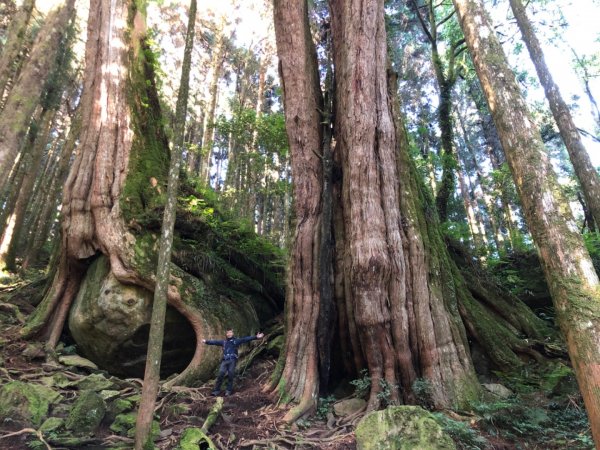 二萬坪鐵道漫遊尋神木走二萬坪山屏遮那山1118260