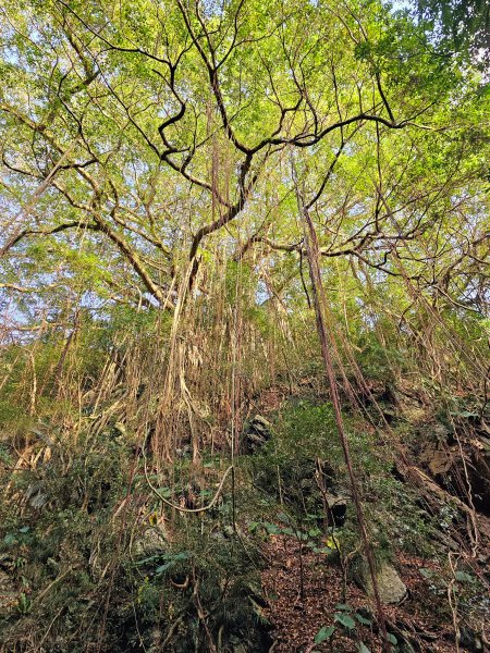 小百岳集起來-女仍山2184654