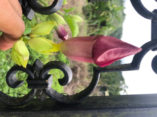 華山步道群1423587