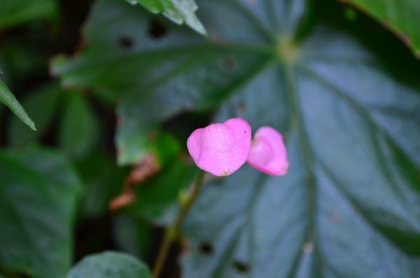 南縱走（象山、拇指山、南港山）446833