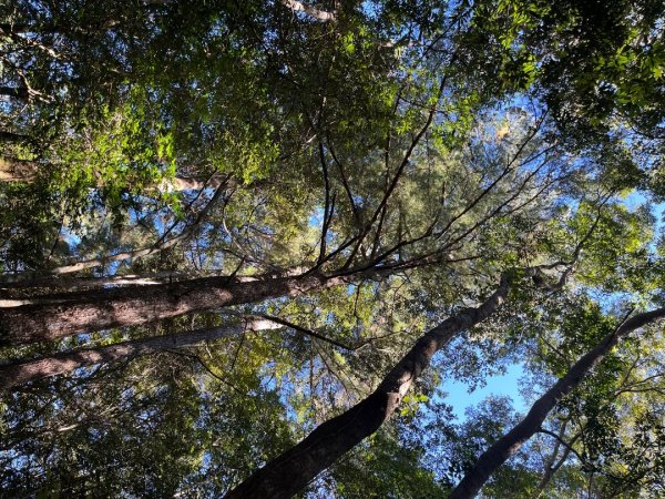 20231115_秀巒軍艦岩步道（森遊竹縣）2762982