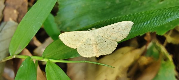 2025/06/28_馬胎+南坪古道2823747